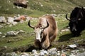 Yak in Himalayas mountain Tibet sky and clouds Royalty Free Stock Photo