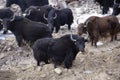 Yak on Indus river, Pangong, Jammu Kashmir