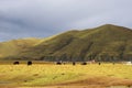 Yak in Kangding Royalty Free Stock Photo