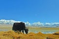 The yak by Karakul lake