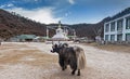 Yak at Khumjing Royalty Free Stock Photo