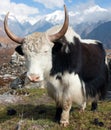 Yak in Langtang