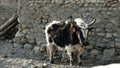 Black and White Yak with Horns in HIgh Himalayan Rural Village