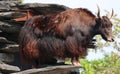 The yak is a long-haired bovid found throughout the Himalayan region Royalty Free Stock Photo