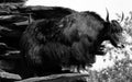 The yak is a long-haired bovid found throughout the Himalayan region Royalty Free Stock Photo