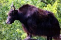 The yak is a long-haired bovid found throughout the Himalayan region Royalty Free Stock Photo