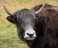 The yak is a long-haired bovid Royalty Free Stock Photo