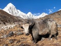 Yak, and mount Pumo ri - Nepal himalayas mountains Royalty Free Stock Photo