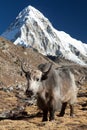 Yak, and mount Pumo ri - Nepal himalayas mountains Royalty Free Stock Photo