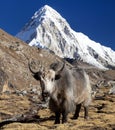 Yak, and mount Pumo ri - Nepal himalayas mountains Royalty Free Stock Photo
