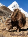 Yak and mount Pumo ri - Nepal himalayas Royalty Free Stock Photo