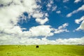 Yak in mountain grassland of China Royalty Free Stock Photo