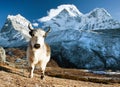 Yak on pasture and ama dablam peak