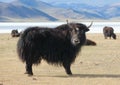 Yak pastures of Mongolia