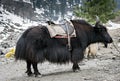 Yak ready for ride in Manali, Himachal Pradesh, India. Royalty Free Stock Photo