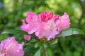 Yak Rhododendron yakushimanum Kalinka, lilac buds and pink flowers