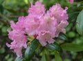 Yak Rhododendron yakushimanum Kalinka, pink flowers