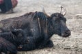 Yak's family is resting at a high-altitude nomad camp