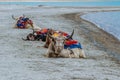 Yak sitting by Pangong Lake Royalty Free Stock Photo