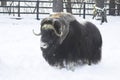 Yak on the snow Royalty Free Stock Photo