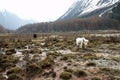 Yak with snow mountain