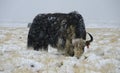 Yak in Snowstorm Royalty Free Stock Photo