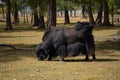 Yak standing in a field in rural Mongolia. Longhair buffalo in a countryside on a sunny day Royalty Free Stock Photo