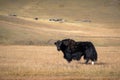 Yak standing on a foothill looking into camera in rural Mongolia. Longhair buffalo in a countryside on a sunny day Royalty Free Stock Photo