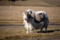 Yak standing on a foothill looking into camera in rural Mongolia. Longhair buffalo in a countryside on a sunny day Royalty Free Stock Photo