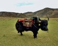 Yak standing in a meadow