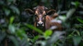 Yak standing serenely amidst lush green tropical jungle foliage, gazing out into the dark wilderness Royalty Free Stock Photo