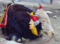 Yak taking rest Royalty Free Stock Photo