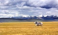 Yak on Tibet Plateau Royalty Free Stock Photo