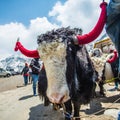 Yak Tsangmo Lake Royalty Free Stock Photo