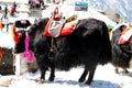 Yak at Tsomgo Lake Changu. A great peacefull Travel destination. Sikkim, India Royalty Free Stock Photo