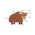 Yak vocabulary part of body.vector Royalty Free Stock Photo