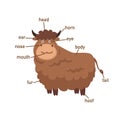 Yak vocabulary part of body.vector Royalty Free Stock Photo