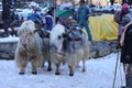 Yak waiting for ride at Solang valley himachal prasesh