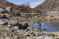 Yak waiting tamer for feeding him with water from the pond on the field with stones with mountain in the background in winter