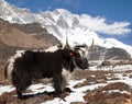 Yak on the way to Everest base camp and mount Lhotse