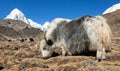 Yak on the way to Everest base camp and mount Pumo ri Royalty Free Stock Photo