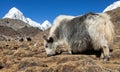 Yak on the way to Everest base camp and mount Pumo ri Royalty Free Stock Photo