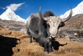 Yak on the way to Everest base camp and mount Pumo ri Royalty Free Stock Photo