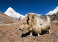 Yak on the way to Everest base camp and mount Pumo ri Royalty Free Stock Photo