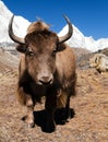 Yak on the way to Everest base camp and mount Pumo ri Royalty Free Stock Photo