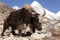 Yak on the way to Everest base camp and mount Pumo ri Royalty Free Stock Photo