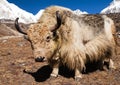 Yak on the way to Everest base camp and mount Pumo ri Royalty Free Stock Photo