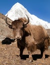 Yak on the way to Everest base camp and mount Pumo ri Royalty Free Stock Photo