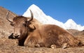 Yak on the way to Everest base camp and mount Pumo ri Royalty Free Stock Photo