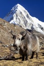 Yak on the way to Everest base camp and mount Pumo ri Royalty Free Stock Photo